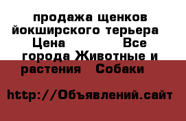 продажа щенков йокширского терьера › Цена ­ 25 000 - Все города Животные и растения » Собаки   